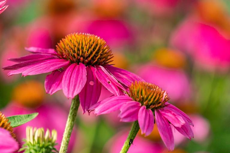 Pink coneflower.