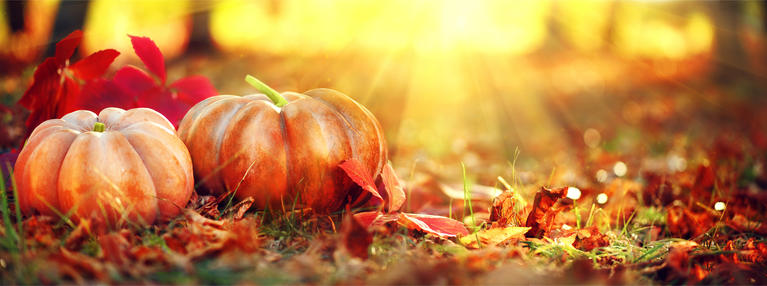 Pumpkin and leaves. 